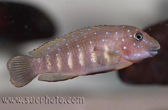 Eretmodus cyanostictus 'Kiku'